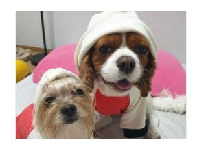 애견반려동물의류및수의제작-월수야간반